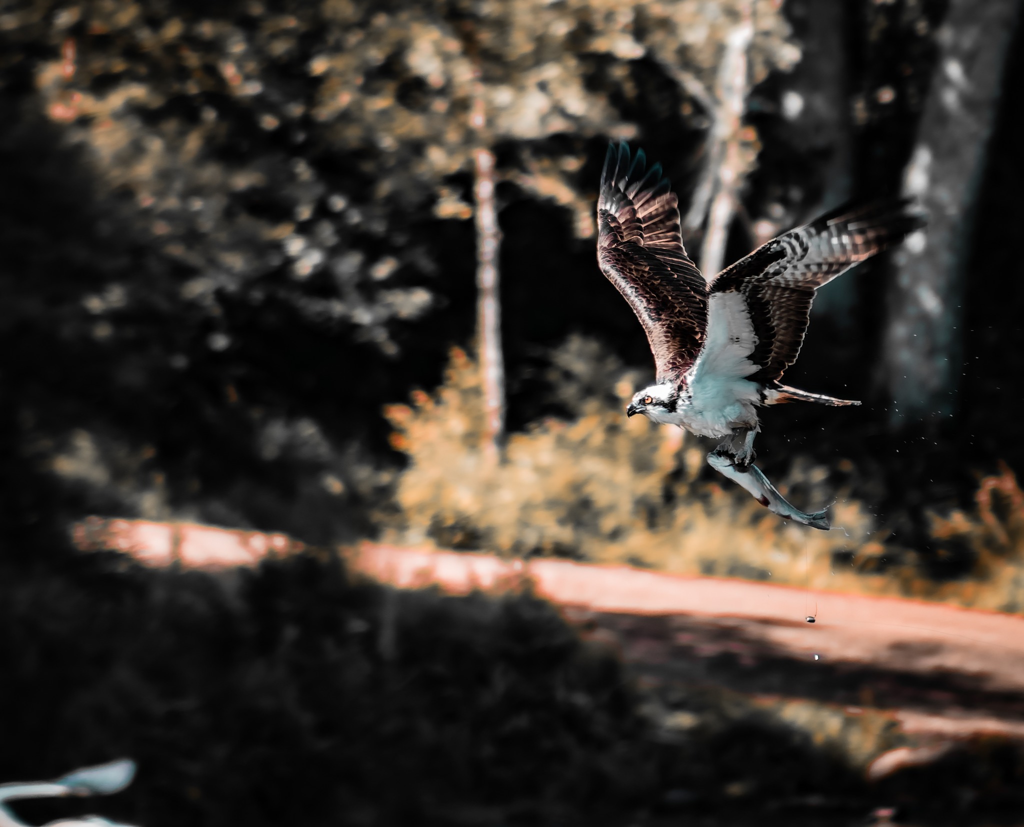An osprey flying with raised wings and a fish in its talons, against a dark woodland background with bands of warm sunlight.