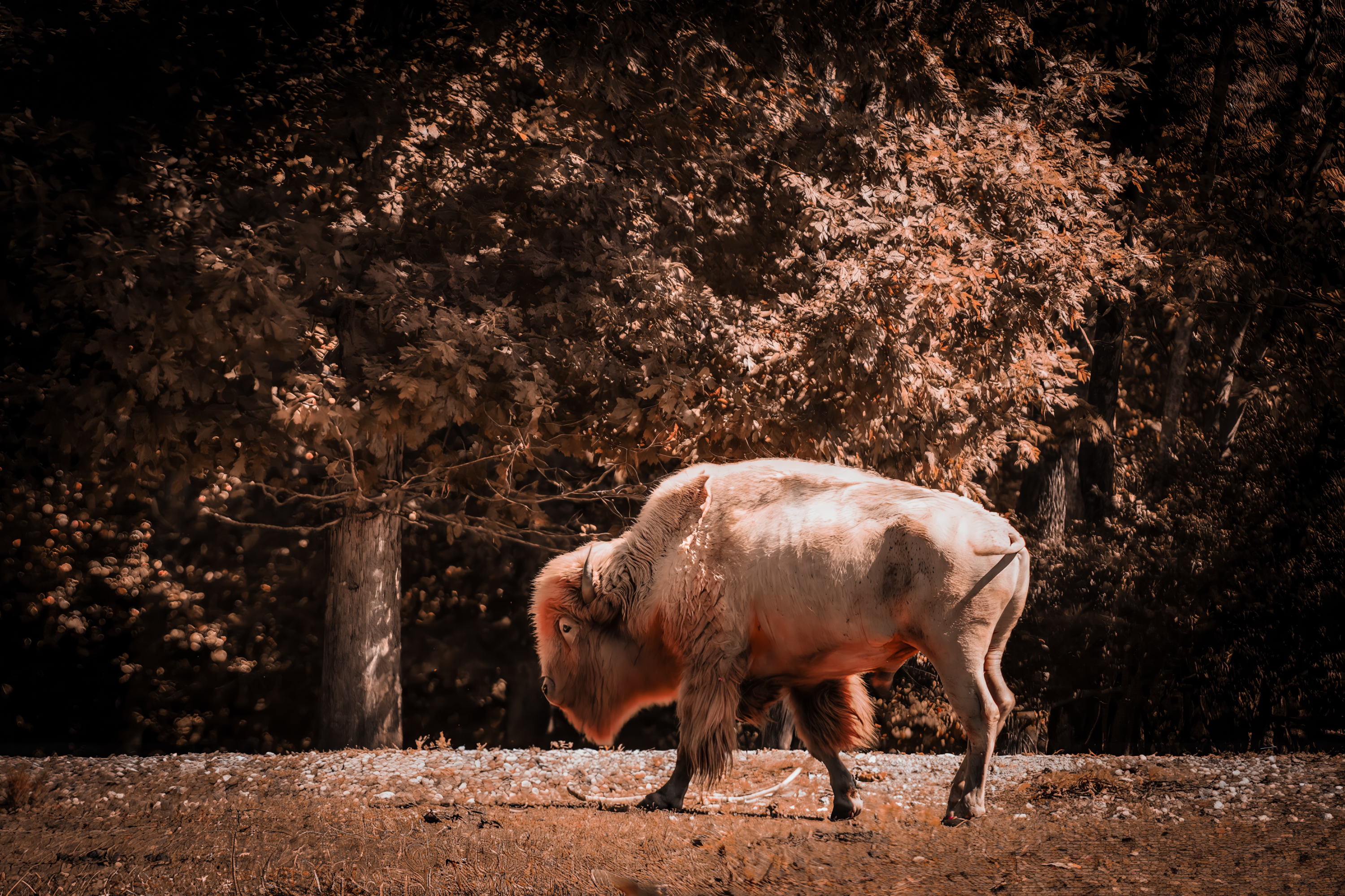 A cream-white bison with a golden-brown head walks across rocky ground beneath copper-colored foliage and dark, shadowed trees.