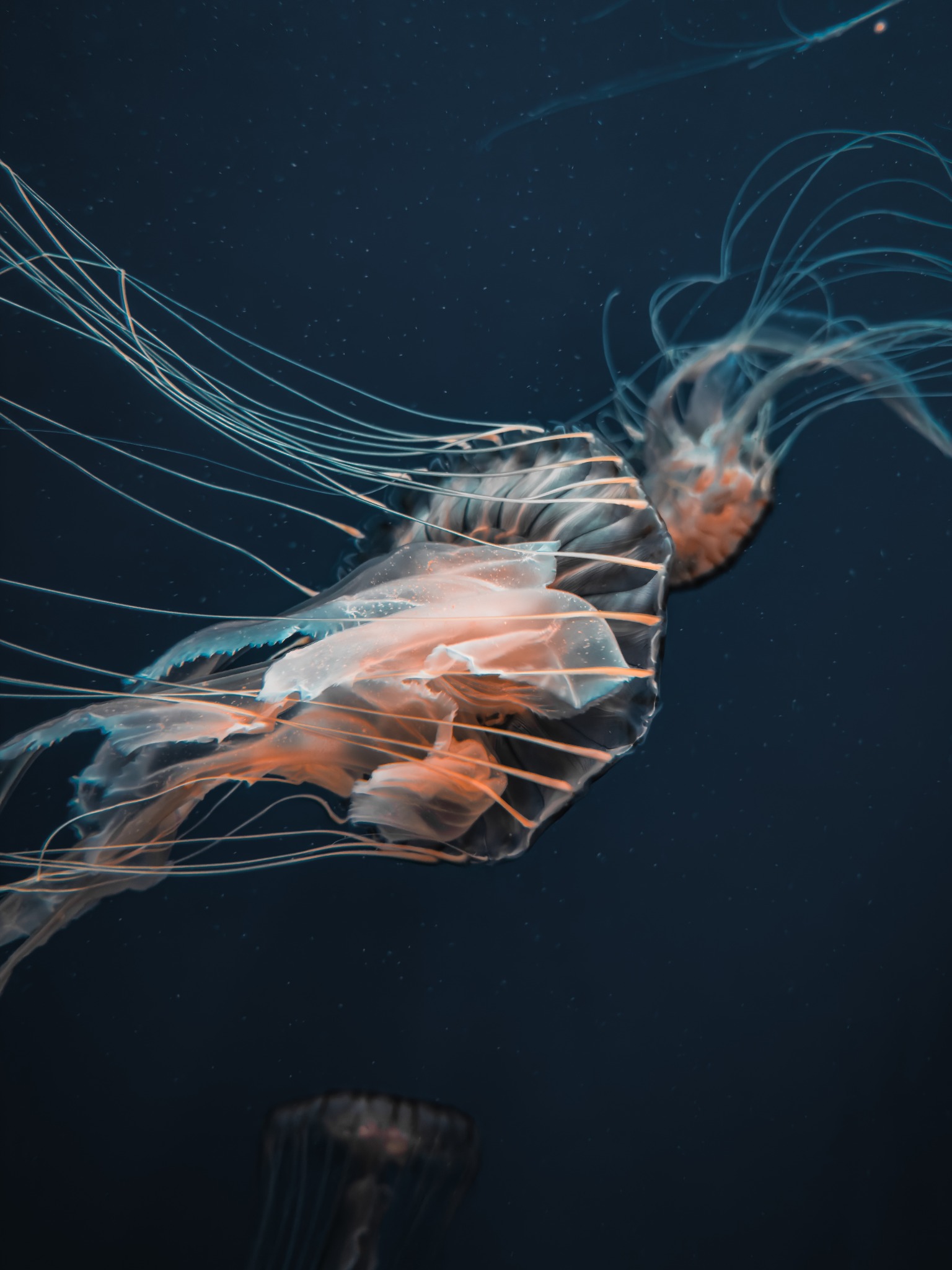 Translucent jellyfish suspended in dark blue aquarium water, with delicate luminous tentacles trailing and sweeping through the frame.