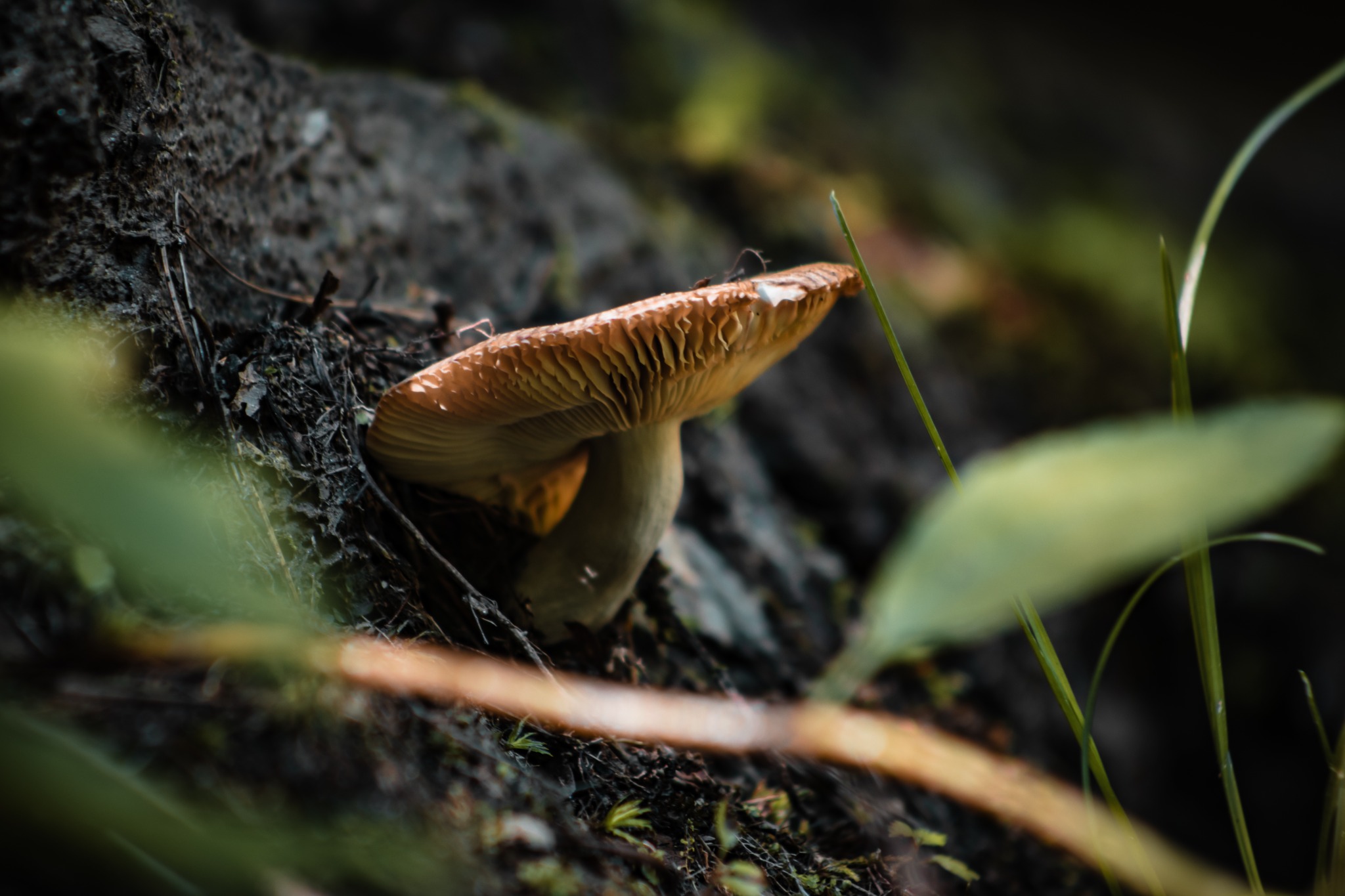 Small tan mushroom with exposed gills growing from dark woodland soil beside a tree root, framed by softly blurred green leaves.