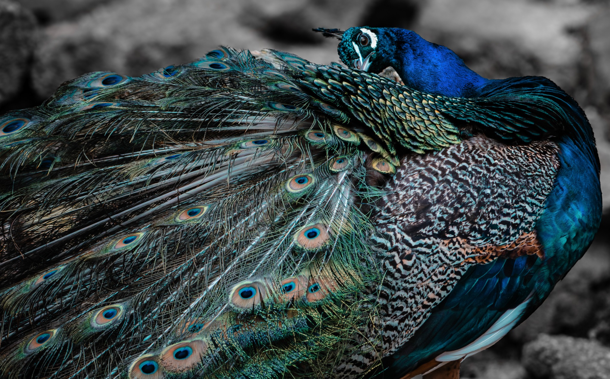 Cobalt-blue peacock resting among a dense cascade of iridescent green and turquoise tail feathers, with a mostly gray rocky backdrop.