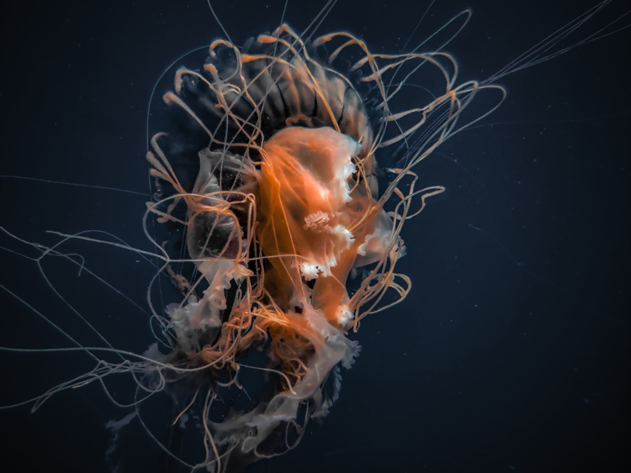 Orange translucent jellyfish suspended in dark navy-blue water, with long curling tentacles tracing loops around its bell.