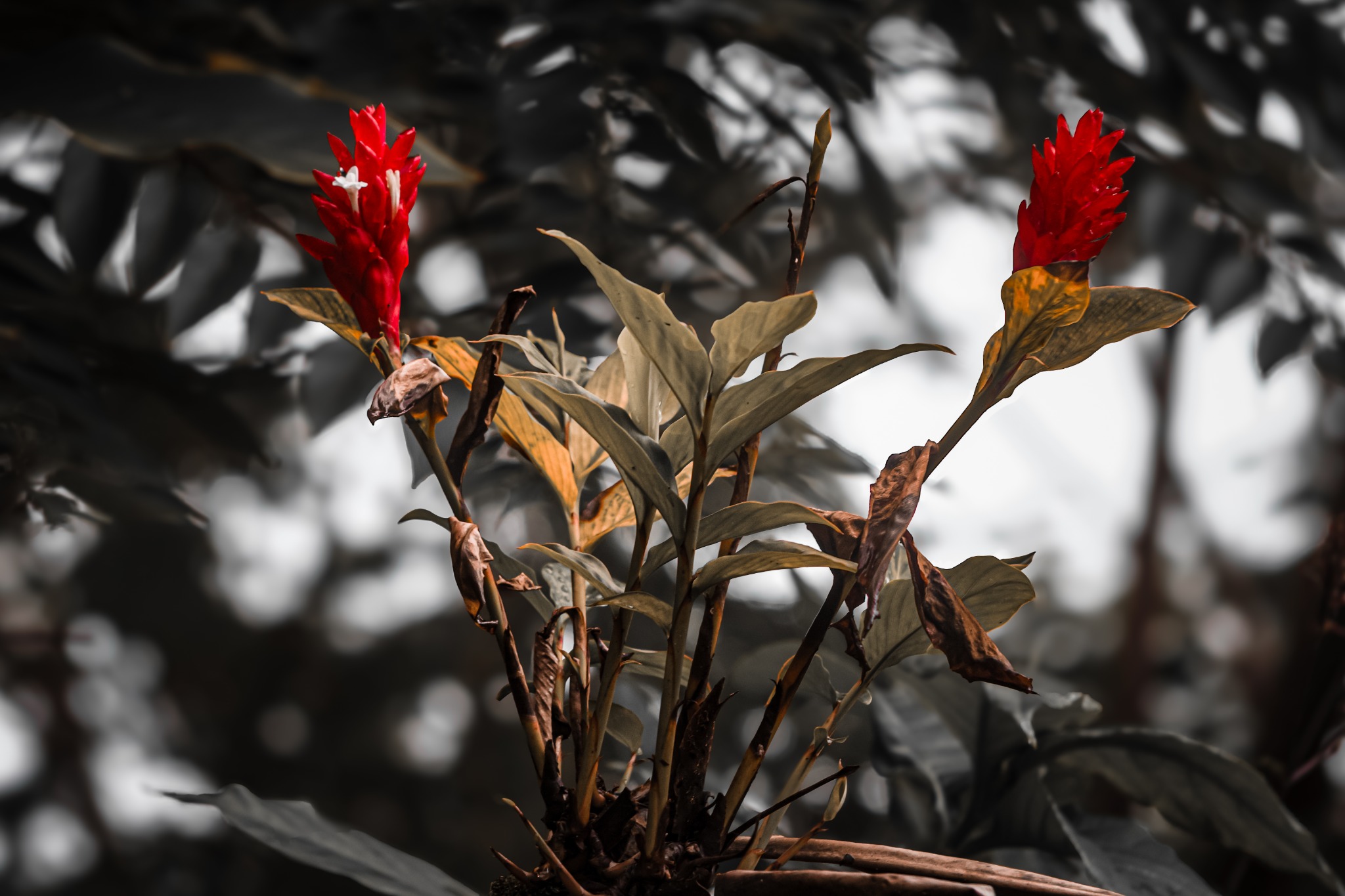 Two vivid red tropical flower spikes with small white blossoms rising above muted leaves against a softly blurred forest background.