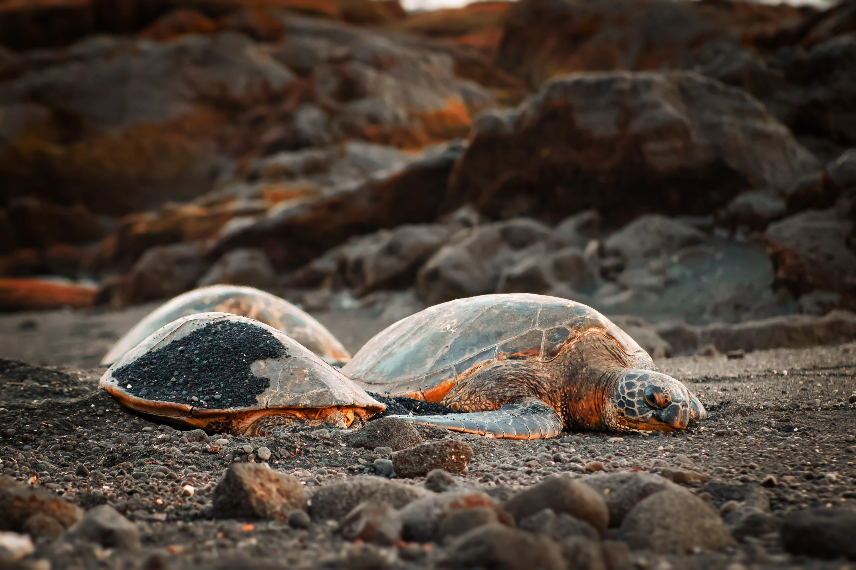 Sea turtles resting on dark volcanic sand at Punaluʻu Beach, with two turtles close to the camera and others farther back; warm orange highlights trace their patterned shells.